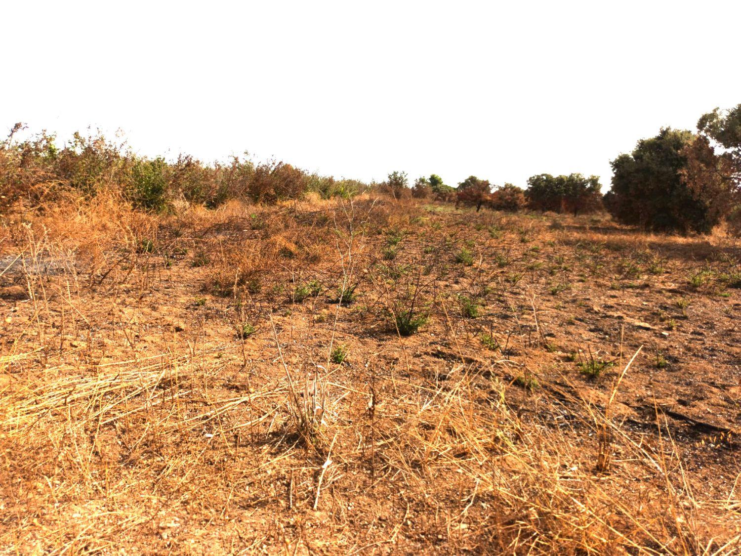 Finca en Venta en Constantí