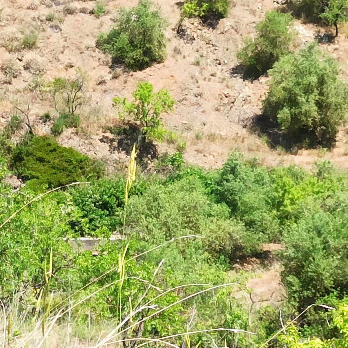 Finca en Venta en Gratallops