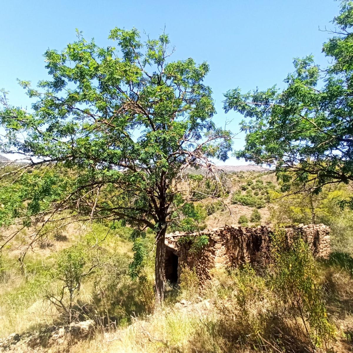 Finca en Venta en Gratallops