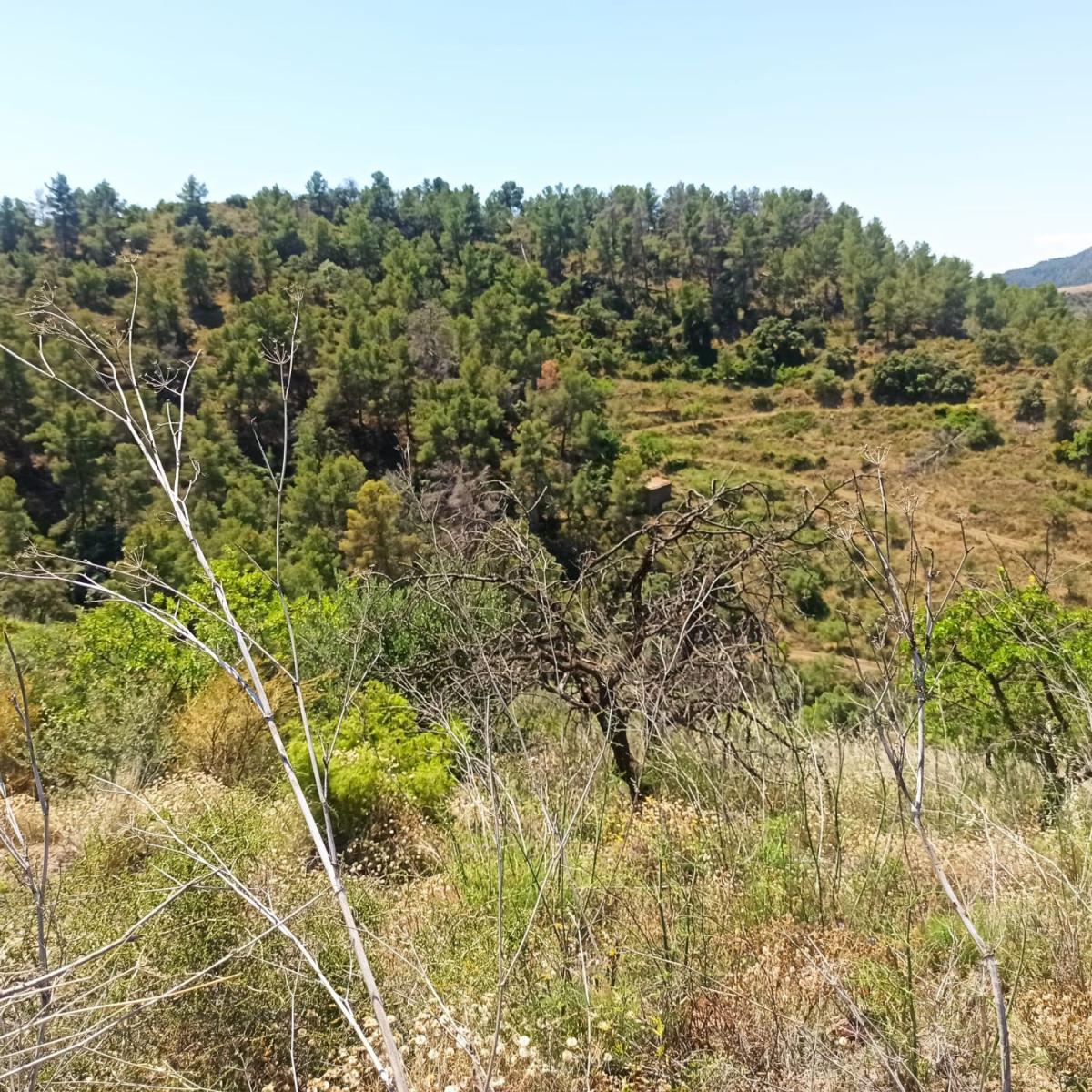 Finca en Venta en Gratallops