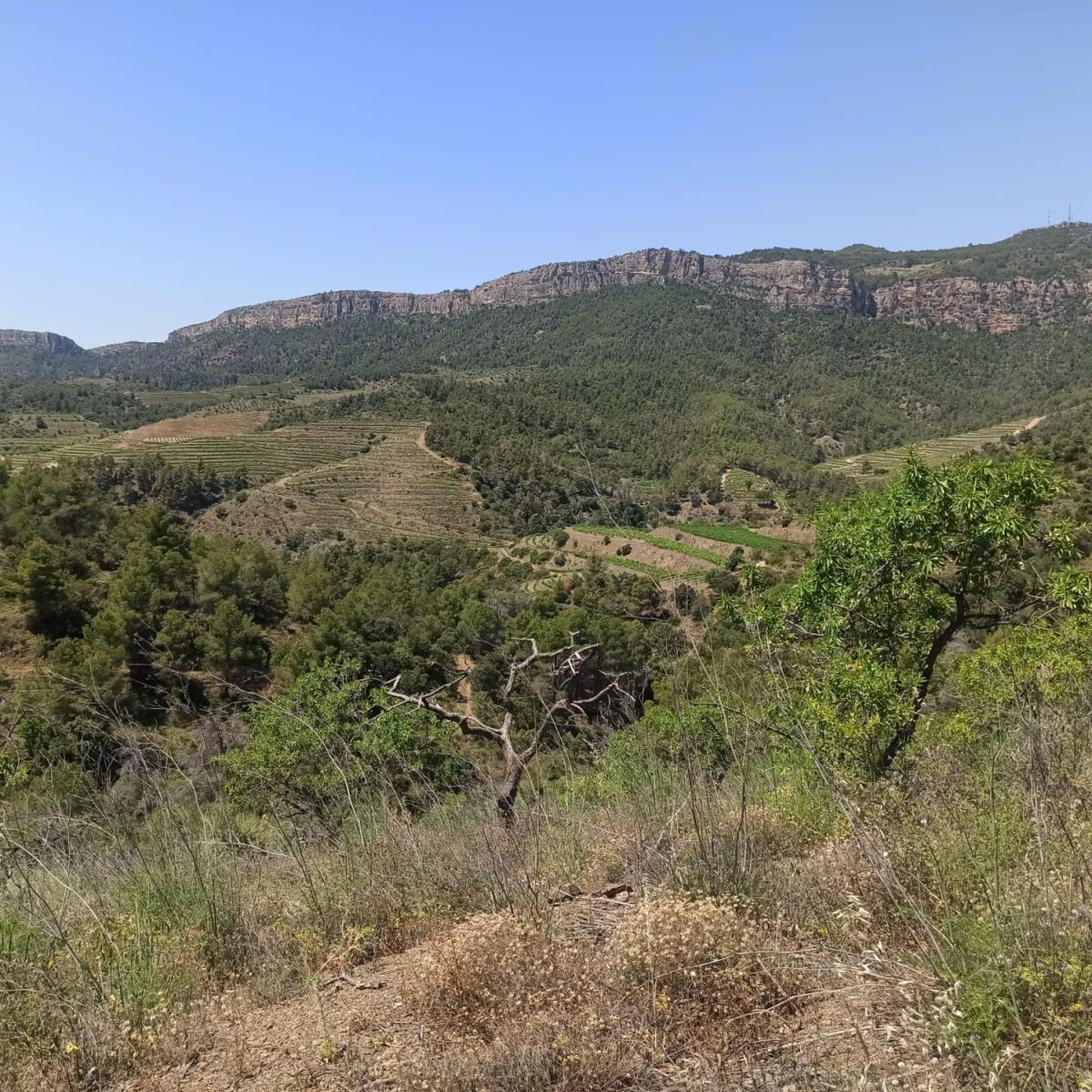 Finca en Venta en Gratallops