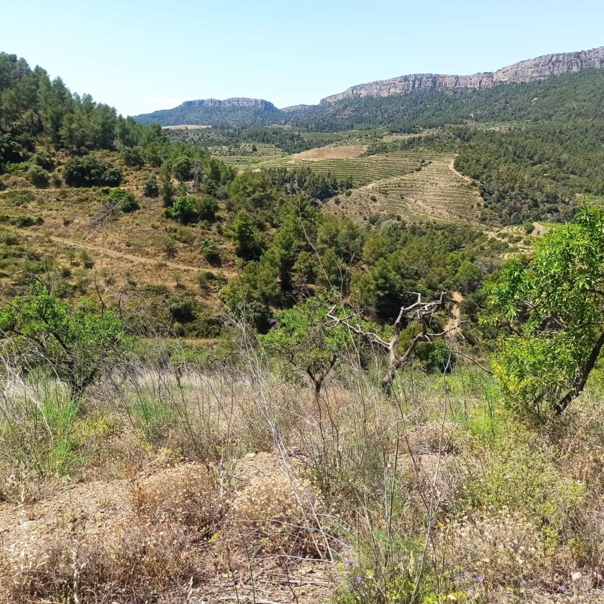 Finca en Venta en Gratallops