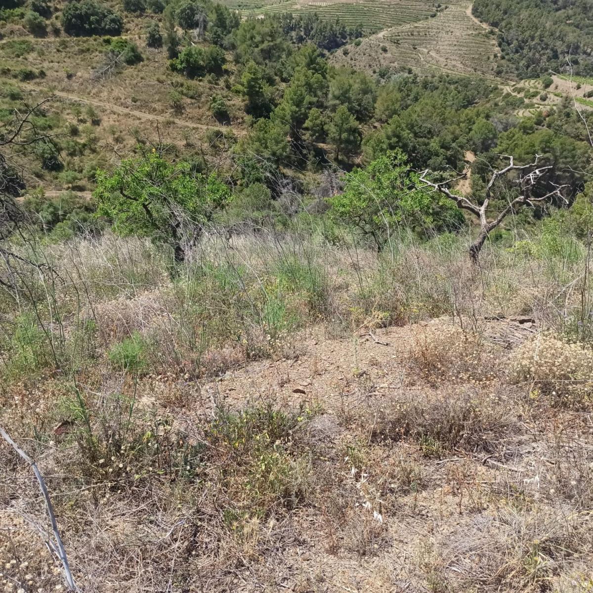 Finca en Venta en Gratallops