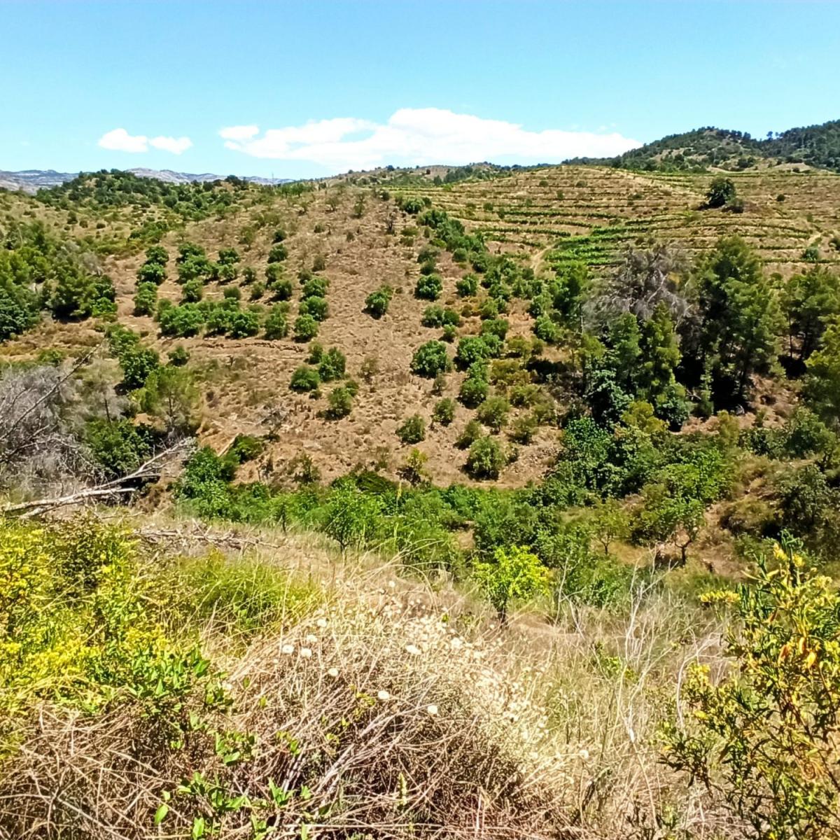 Finca en Venta en Gratallops