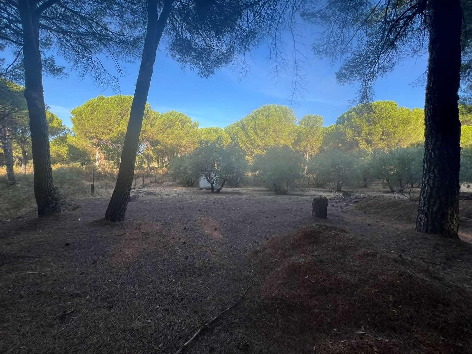 Finca en Venta en Andújar