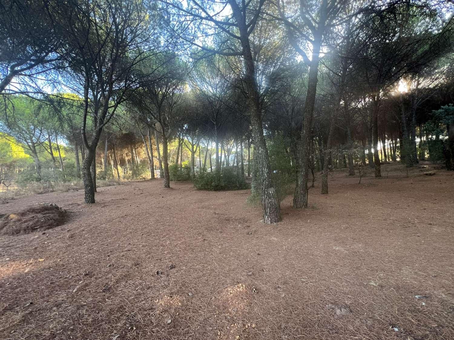 Finca en Venta en Andújar