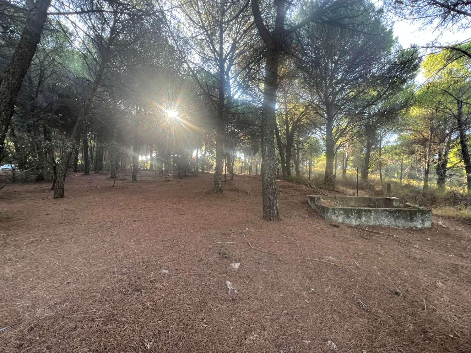 Finca en Venta en Andújar