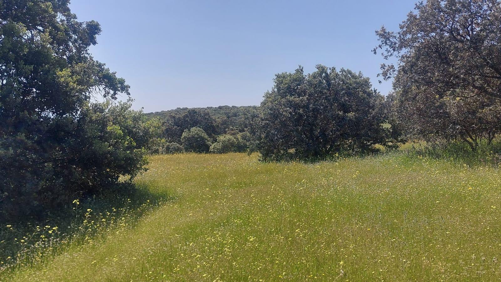 Plot for Sale in Aldeaquemada