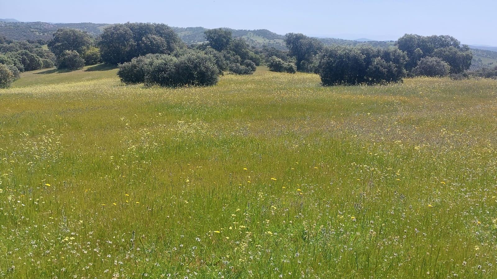 Plot for Sale in Aldeaquemada