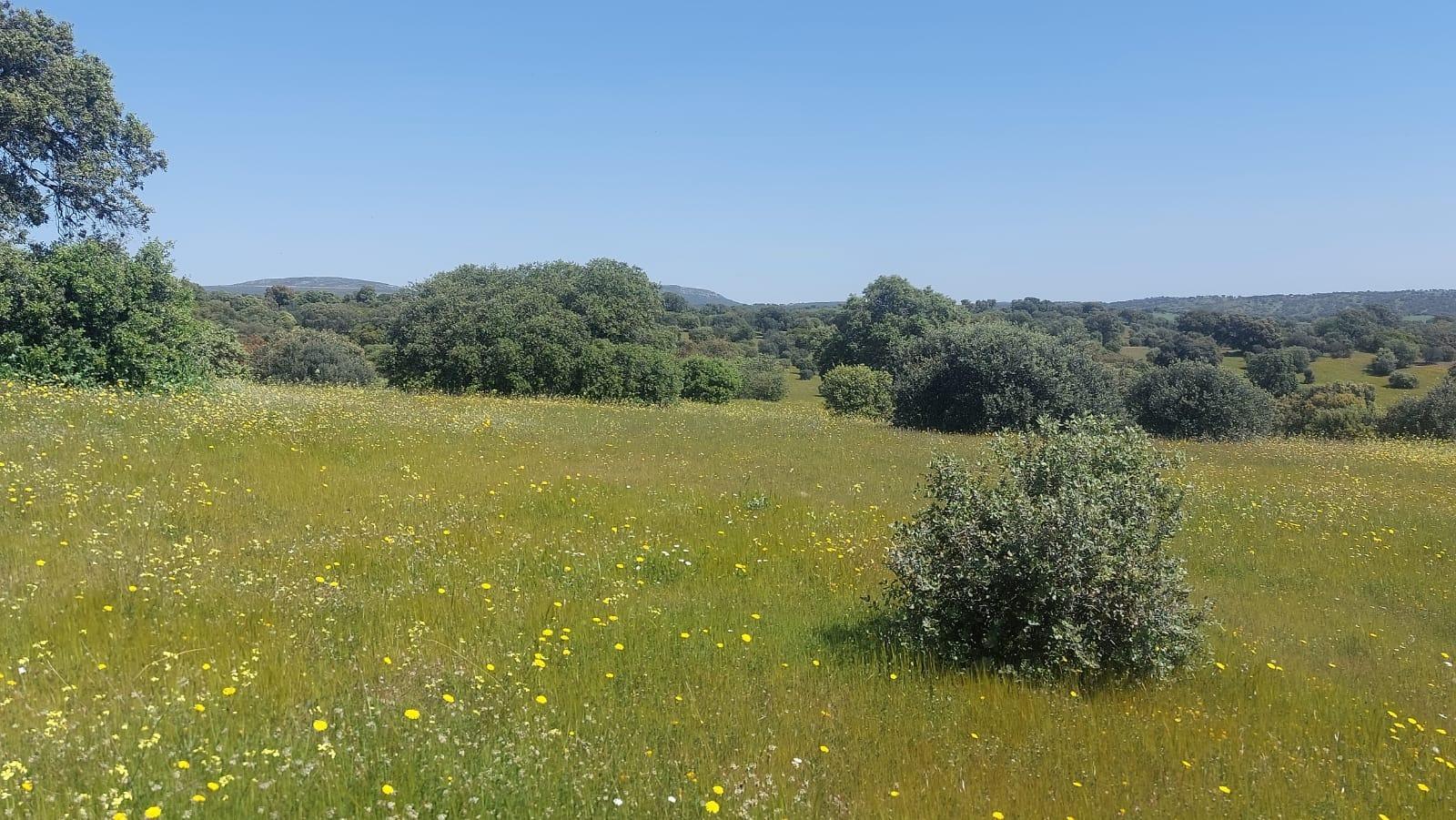 Plot for Sale in Aldeaquemada