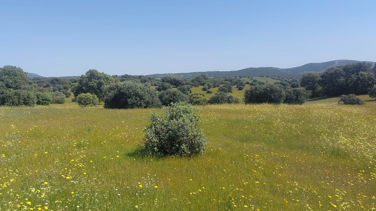 Plot for Sale in Aldeaquemada