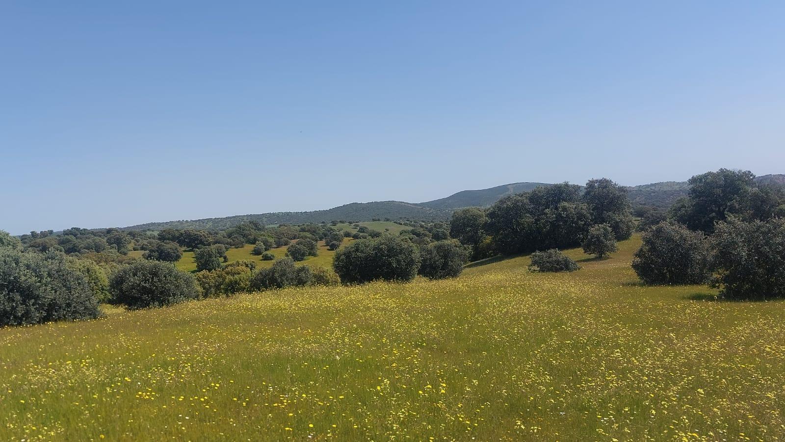 Plot for Sale in Aldeaquemada