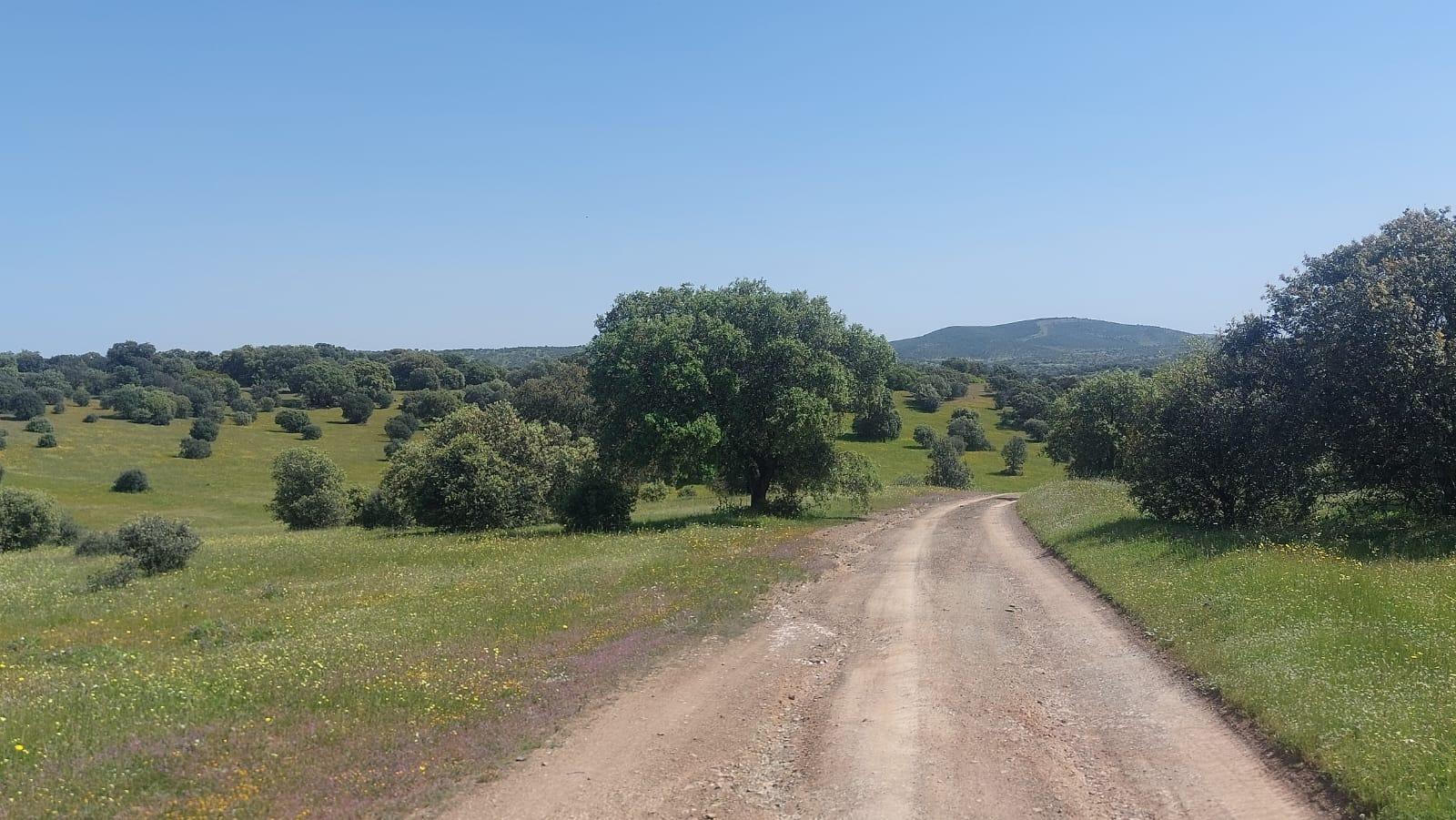 Plot for Sale in Aldeaquemada