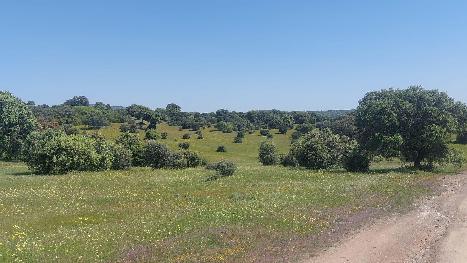 Plot for Sale in Aldeaquemada