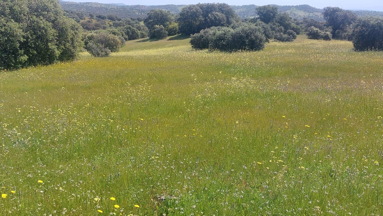 Plot for Sale in Aldeaquemada