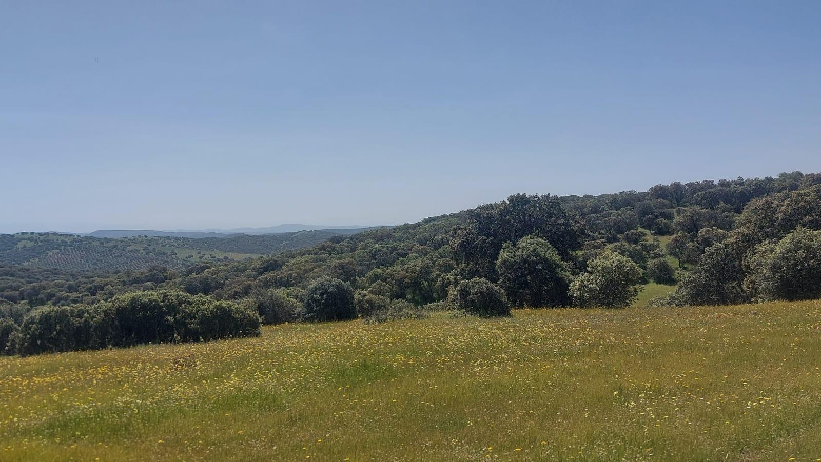 Plot for Sale in Aldeaquemada