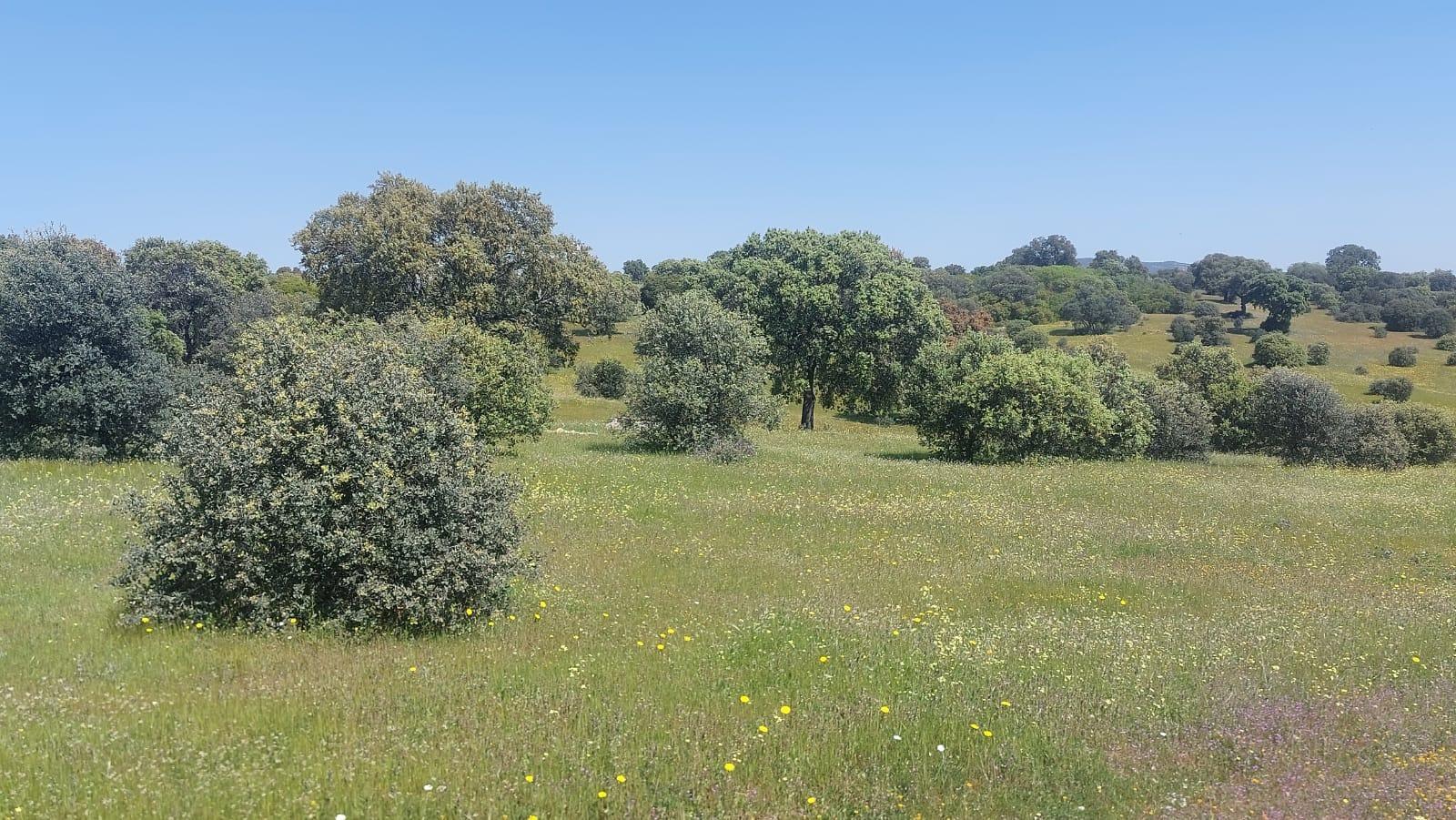 Plot for Sale in Aldeaquemada