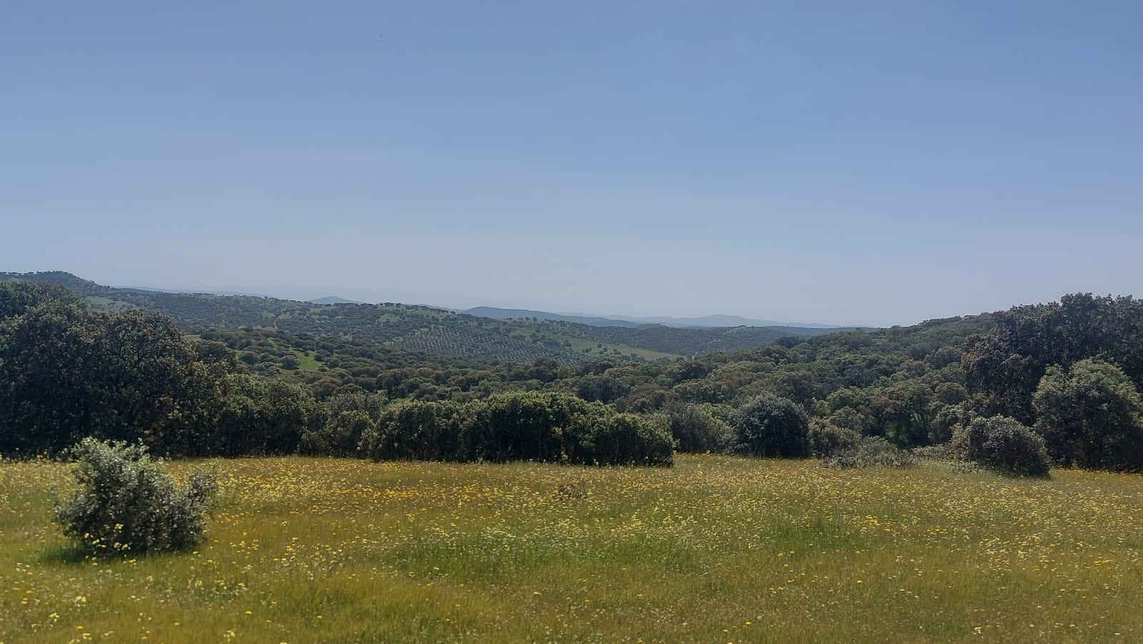 Plot for Sale in Aldeaquemada
