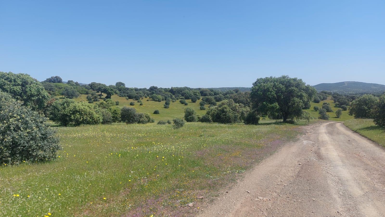 Plot for Sale in Aldeaquemada