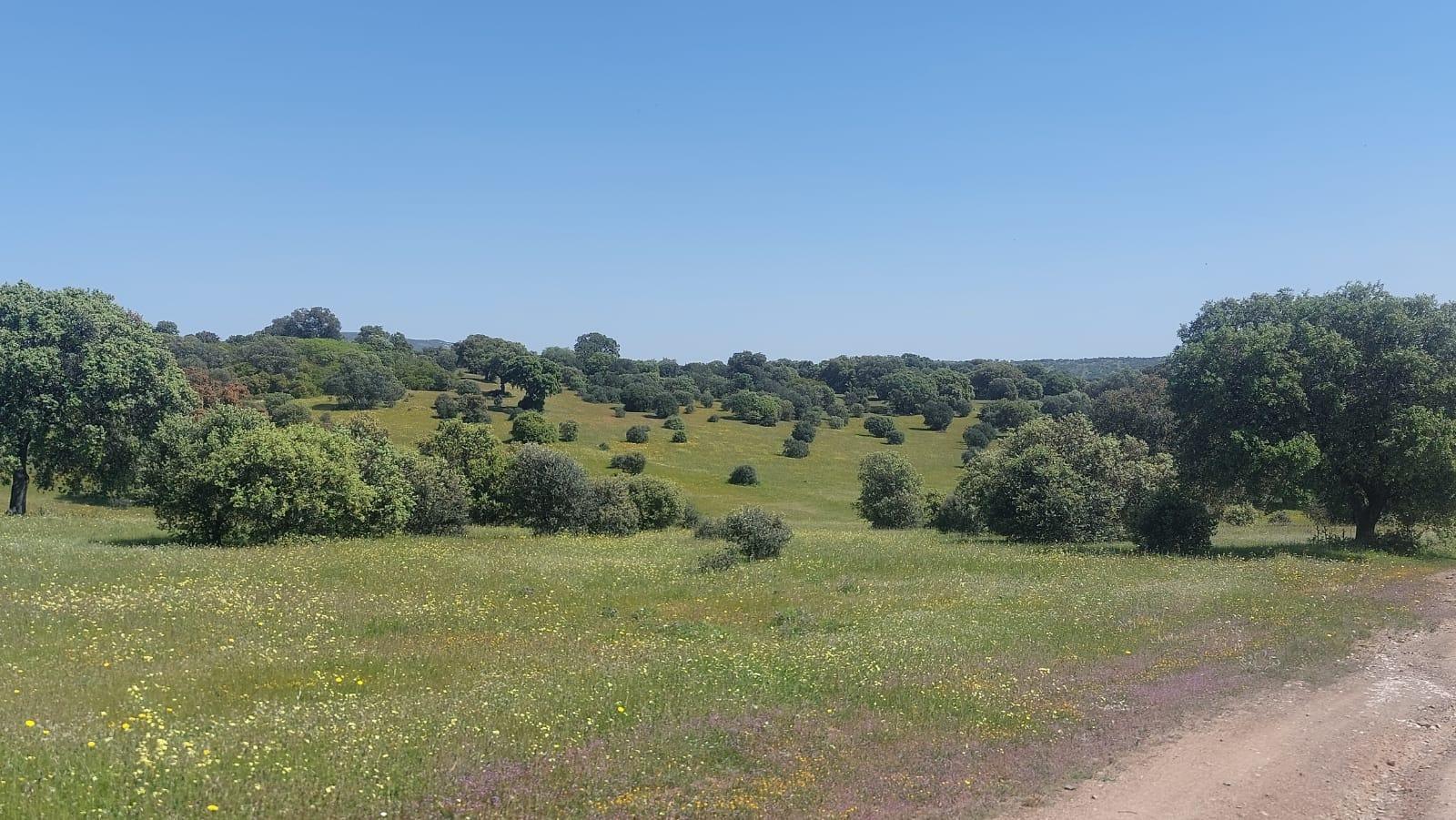 Plot for Sale in Aldeaquemada