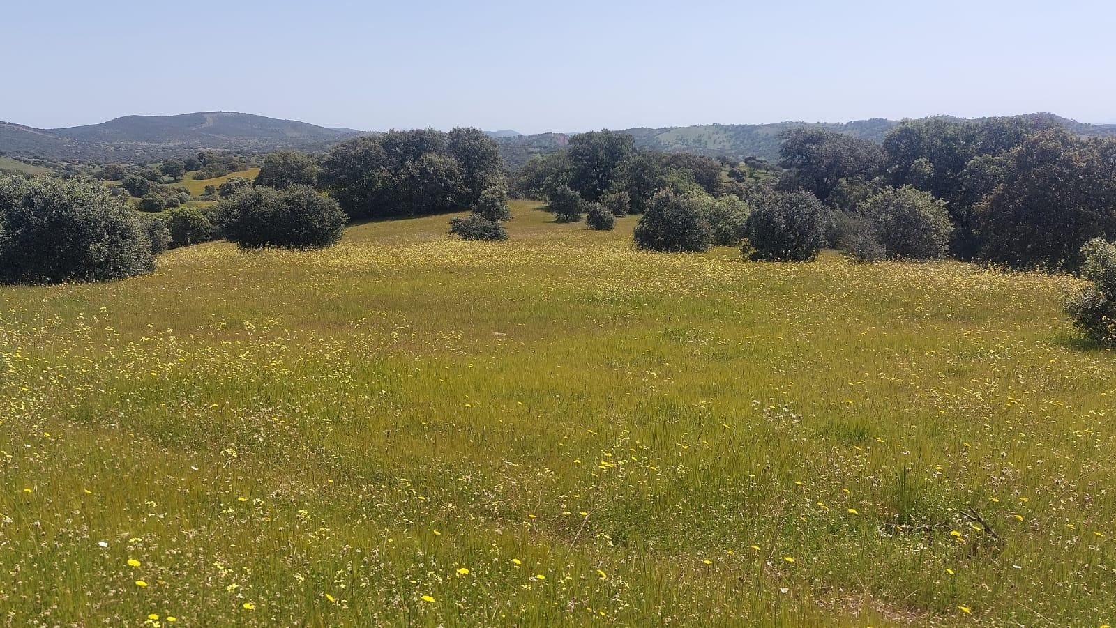 Plot for Sale in Aldeaquemada