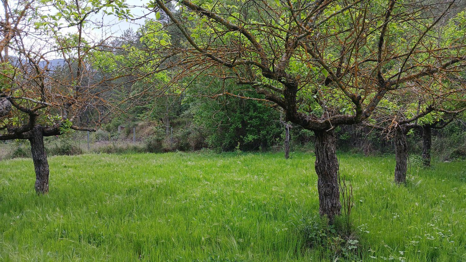 Building Site for Sale in Beceite