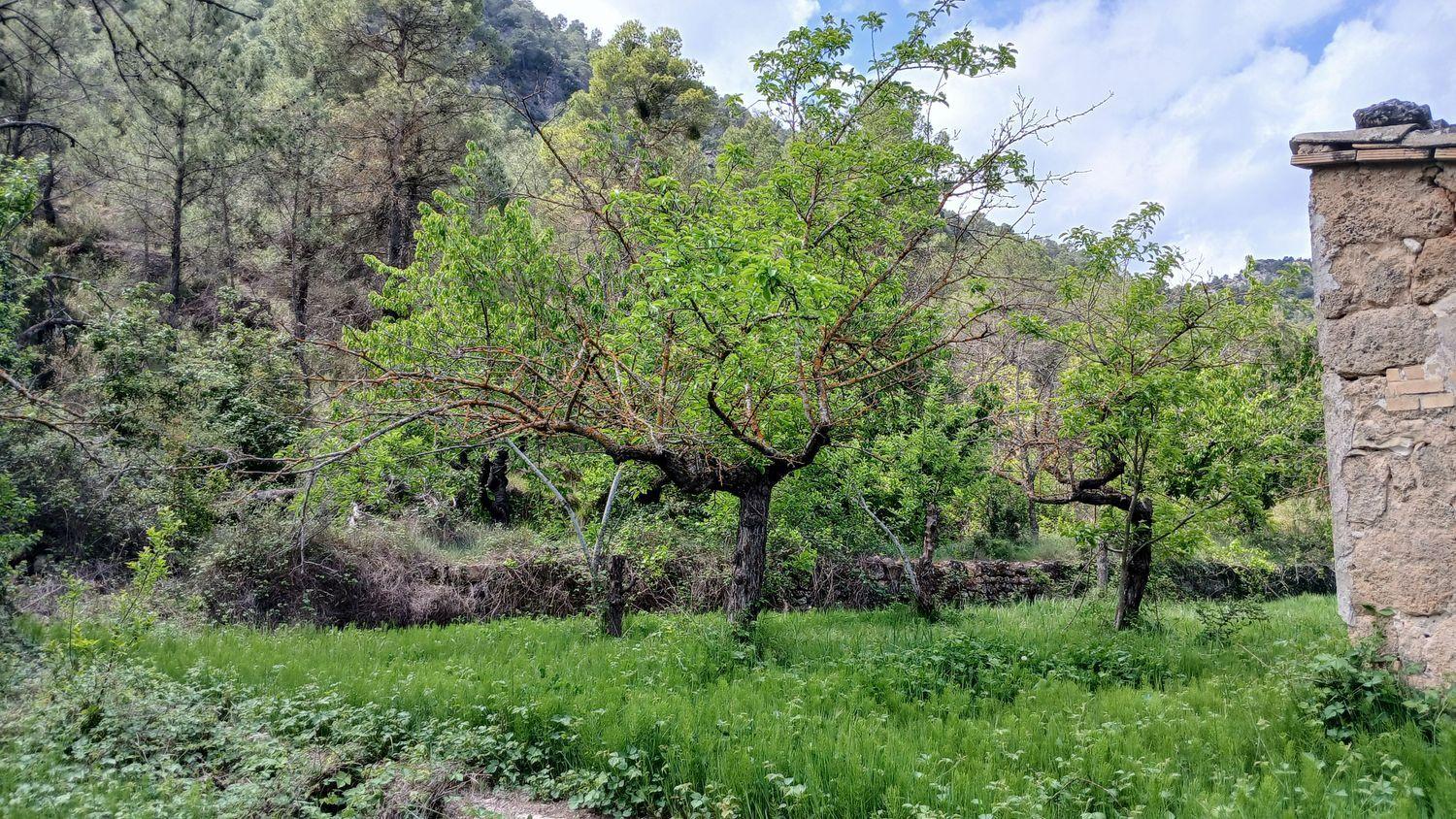 Building Site for Sale in Beceite