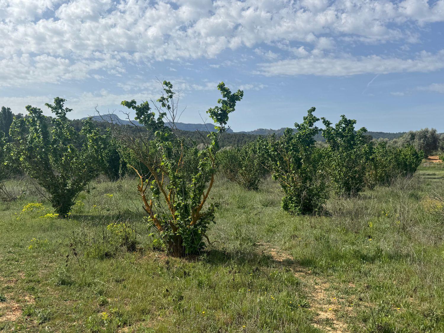Building Site for Sale in Cretas