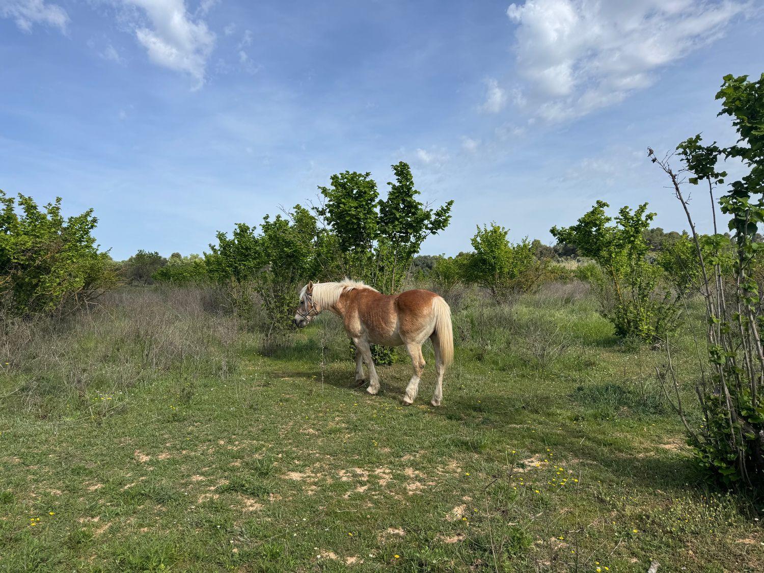 Building Site for Sale in Cretas