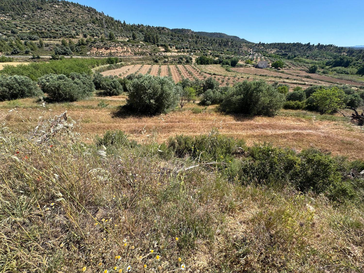 Building Site for Sale in La Fresneda