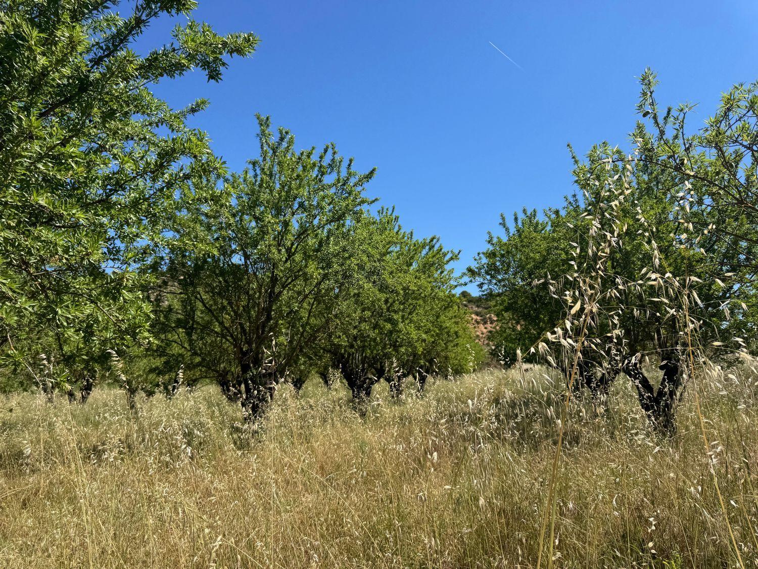 Building Site for Sale in La Fresneda