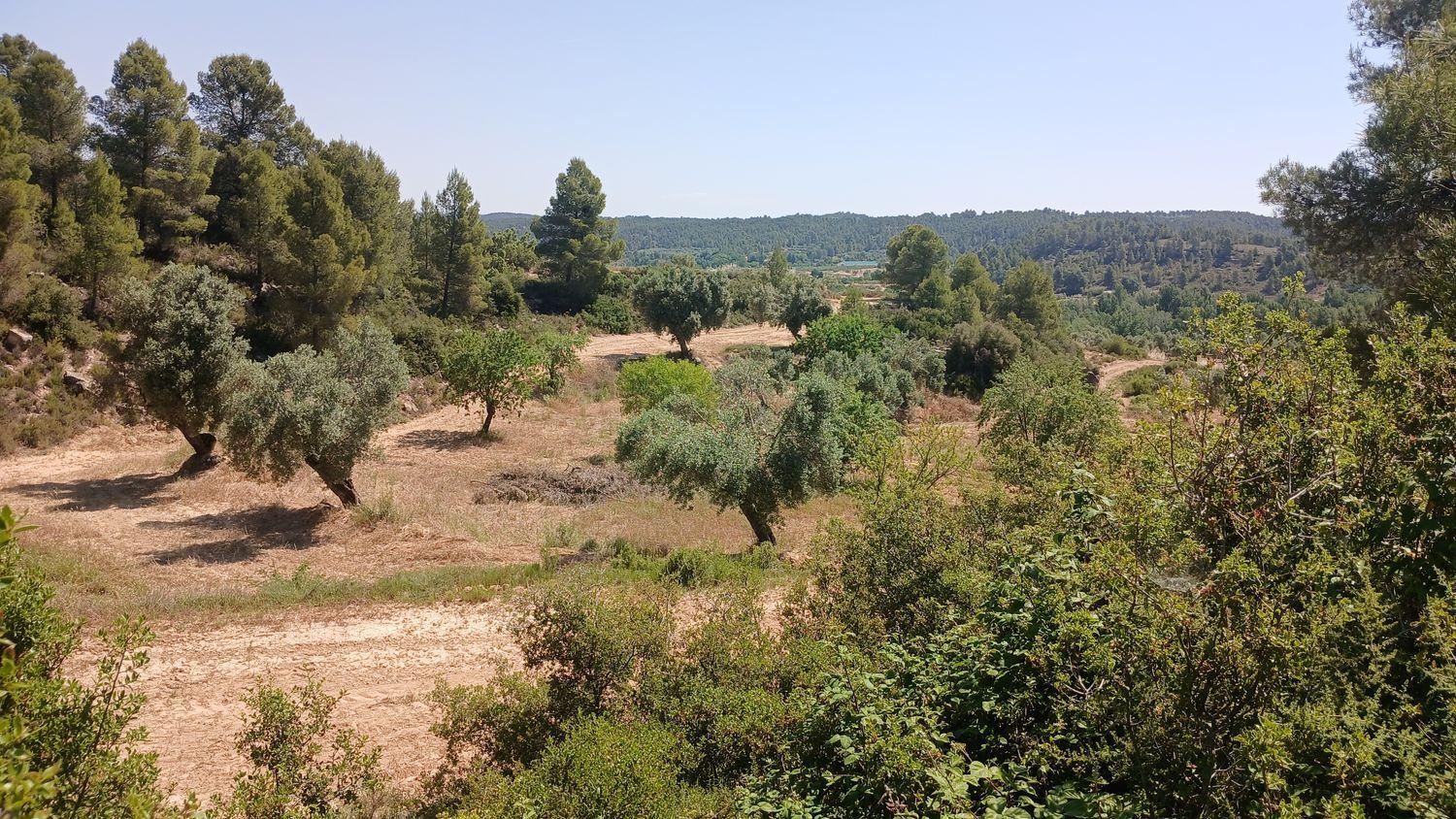 Building Site for Sale in La Fresneda