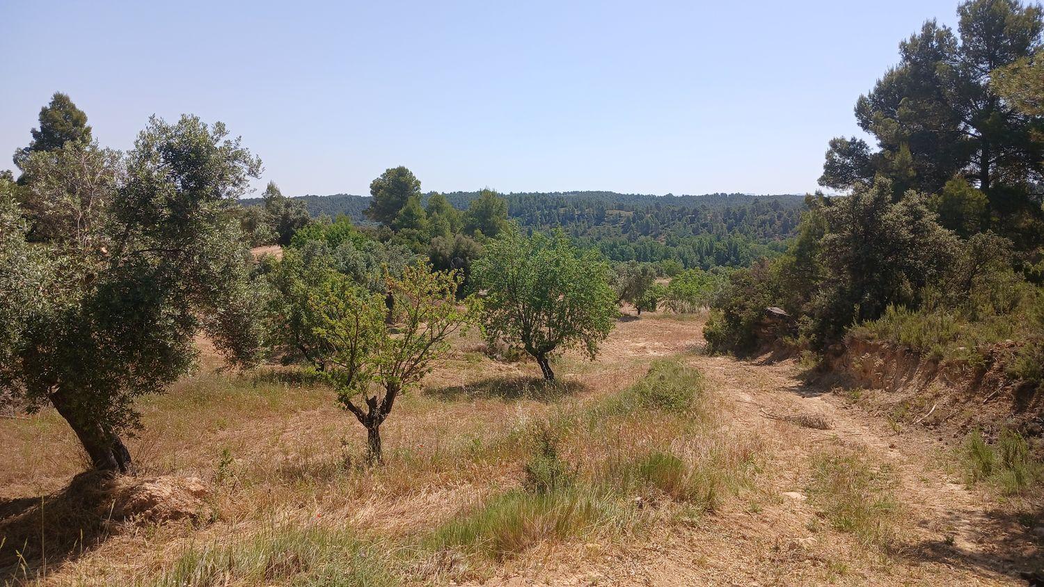 Building Site for Sale in La Fresneda