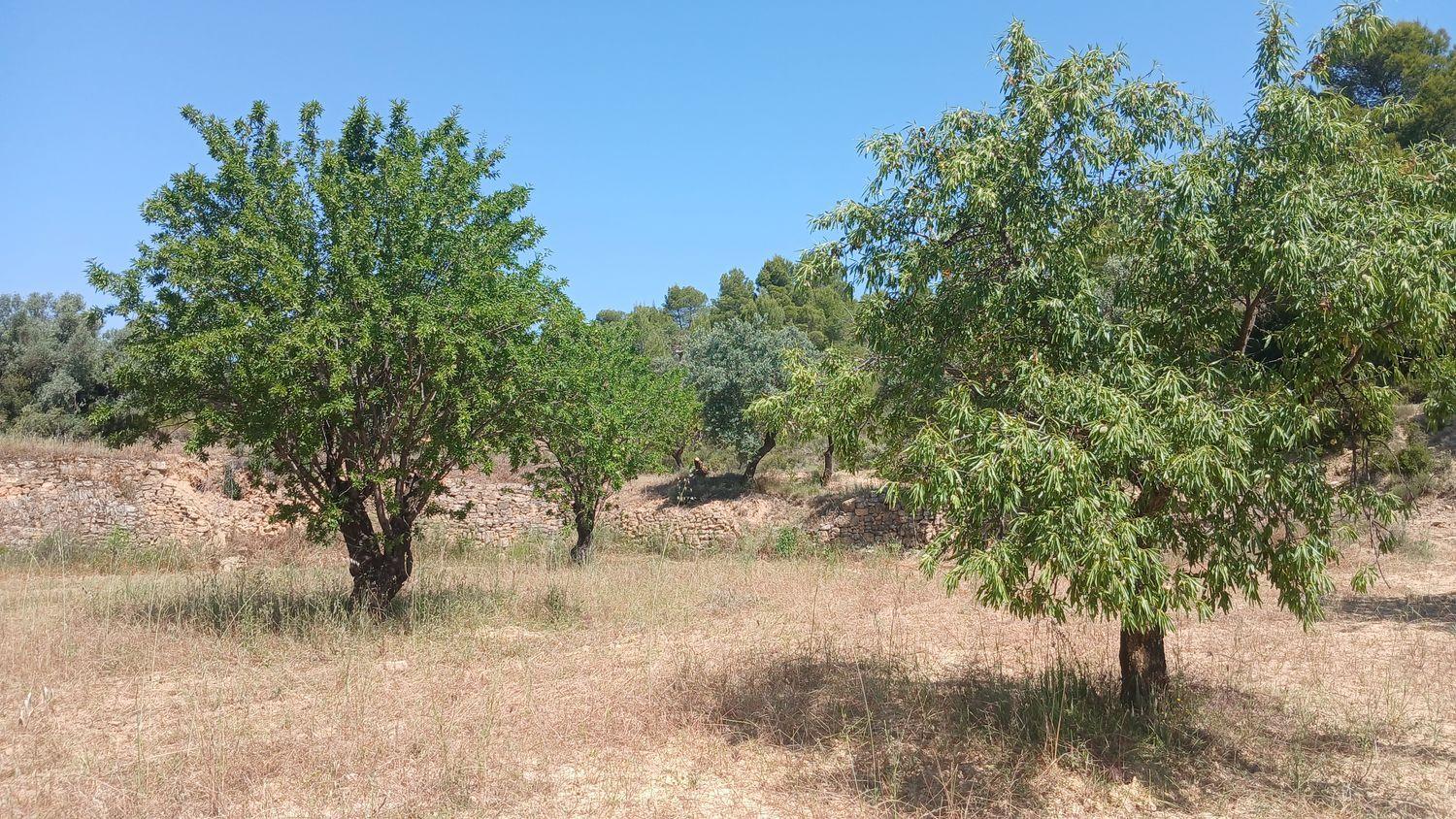 Building Site for Sale in La Fresneda