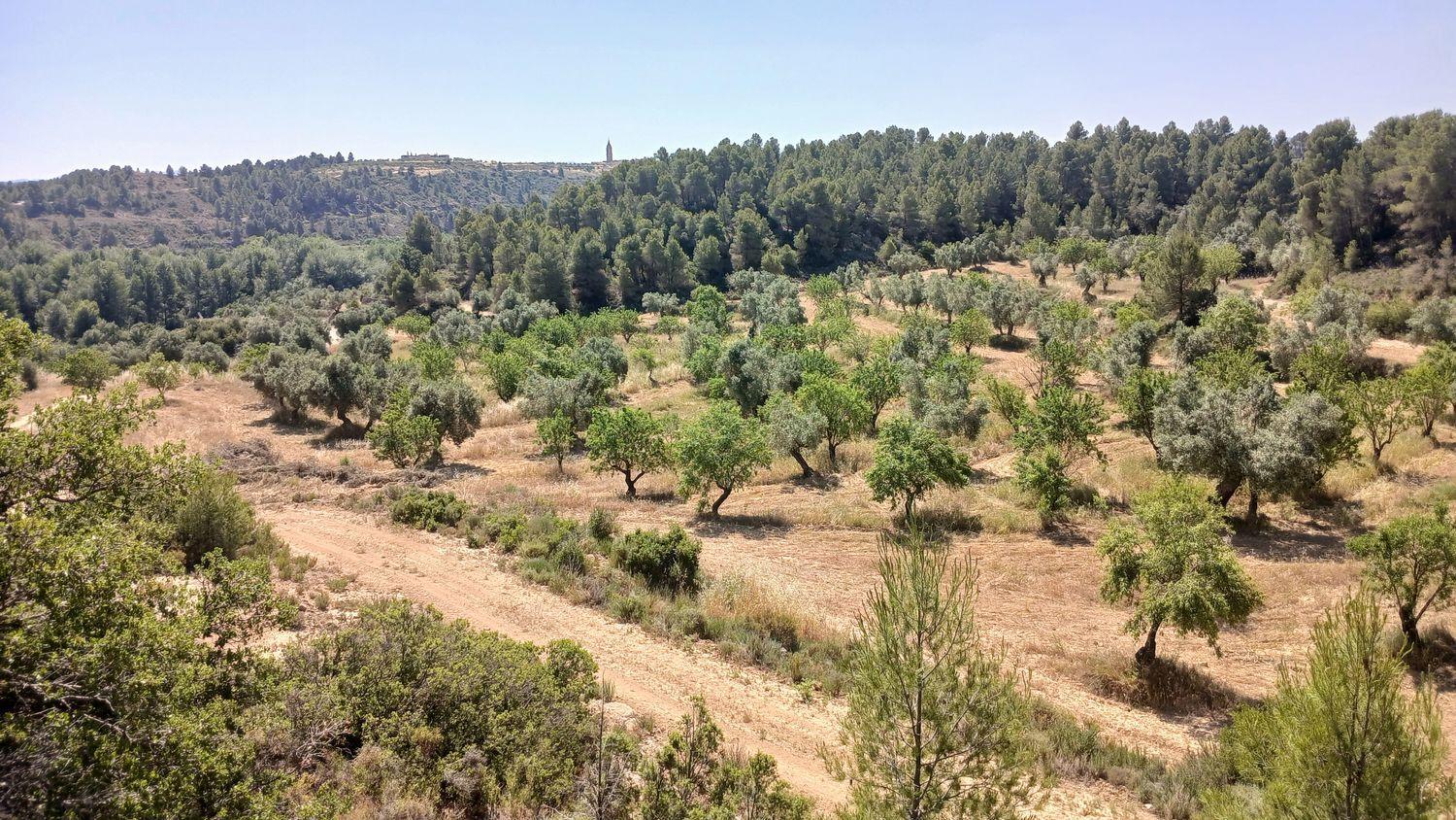 Building Site for Sale in La Fresneda