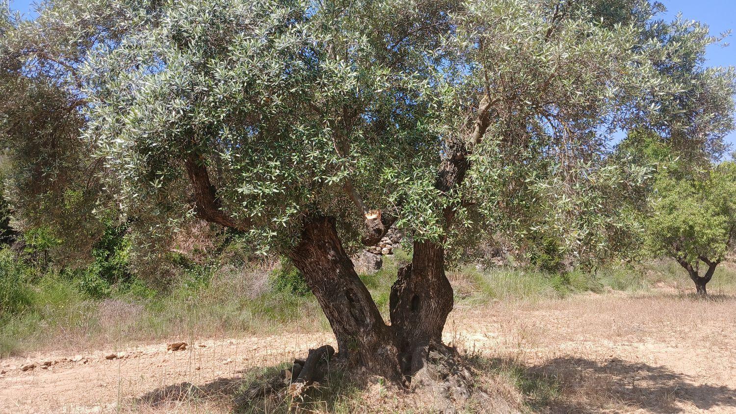 Building Site for Sale in La Fresneda