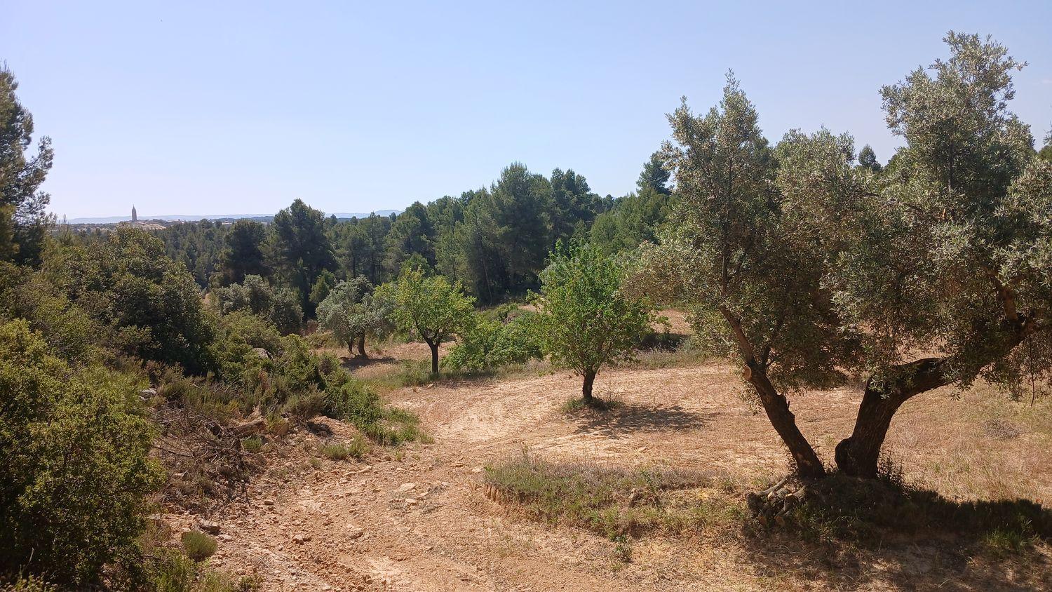 Building Site for Sale in La Fresneda