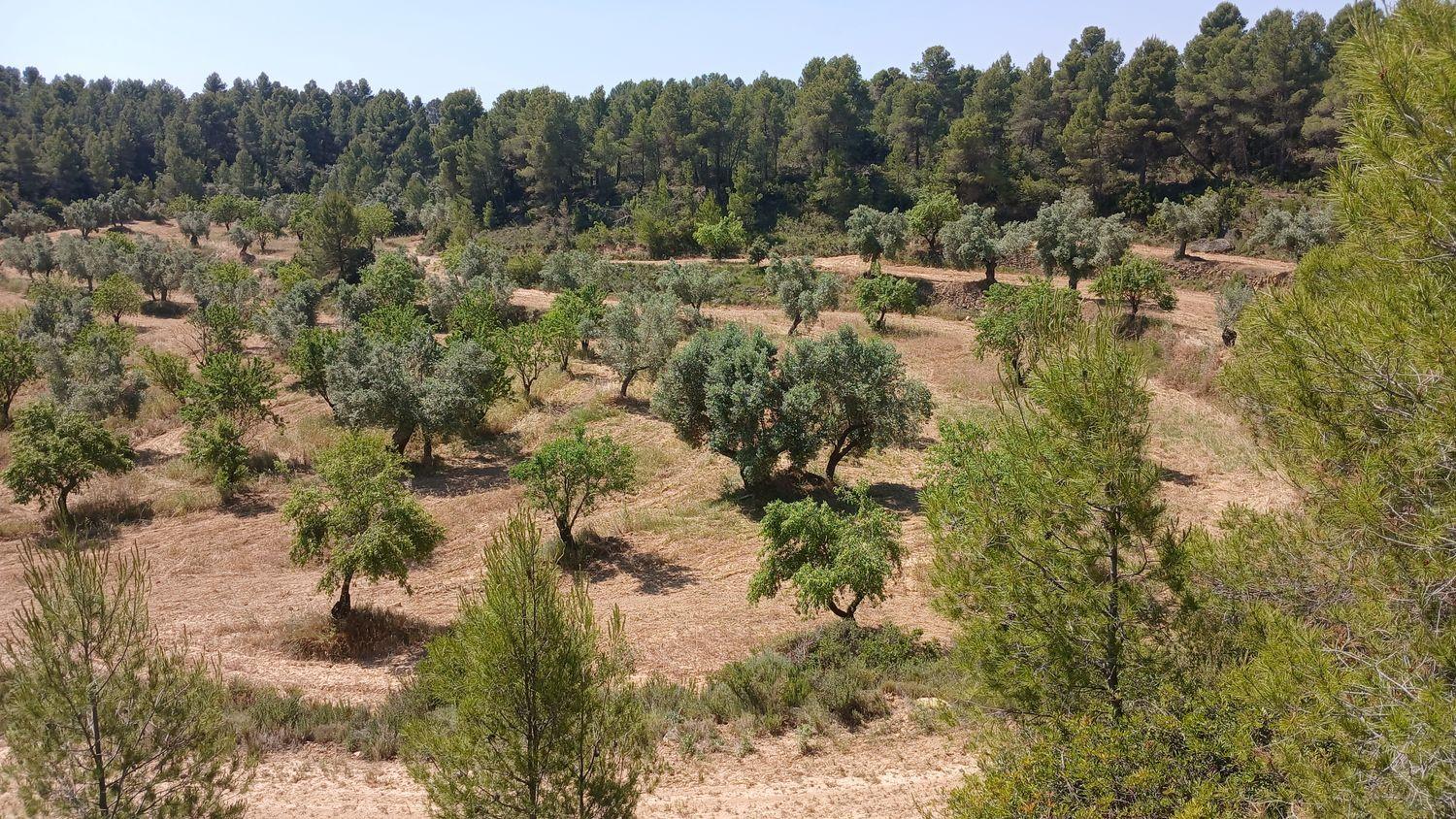 Building Site for Sale in La Fresneda