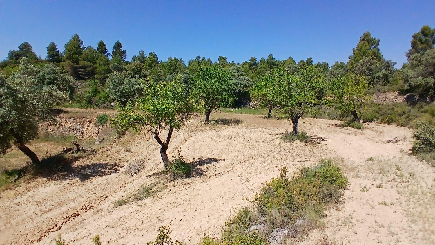 Building Site for Sale in La Fresneda