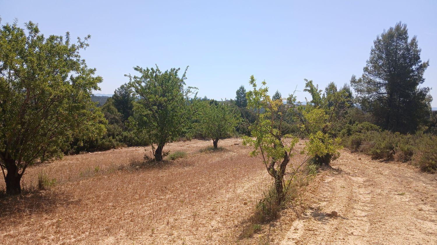 Building Site for Sale in La Fresneda