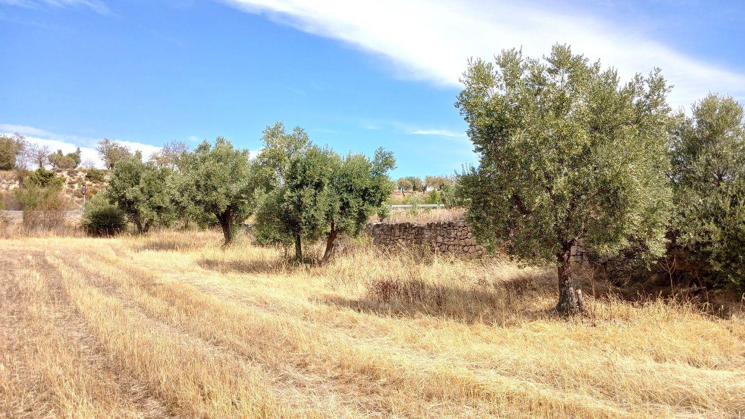 Building Site for Sale in Valderrobres