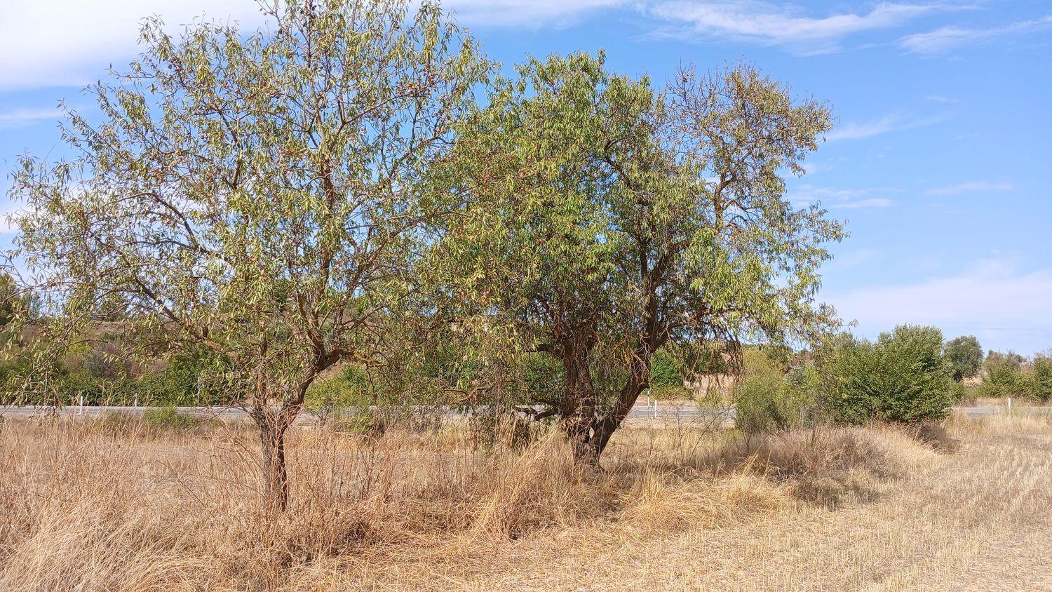 Building Site for Sale in Valderrobres