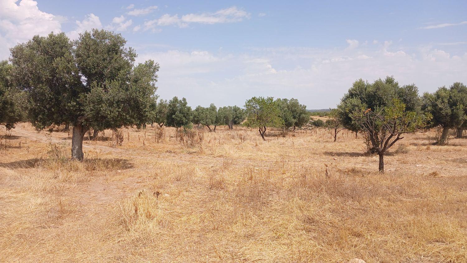 Building Site for Sale in Torrevelilla