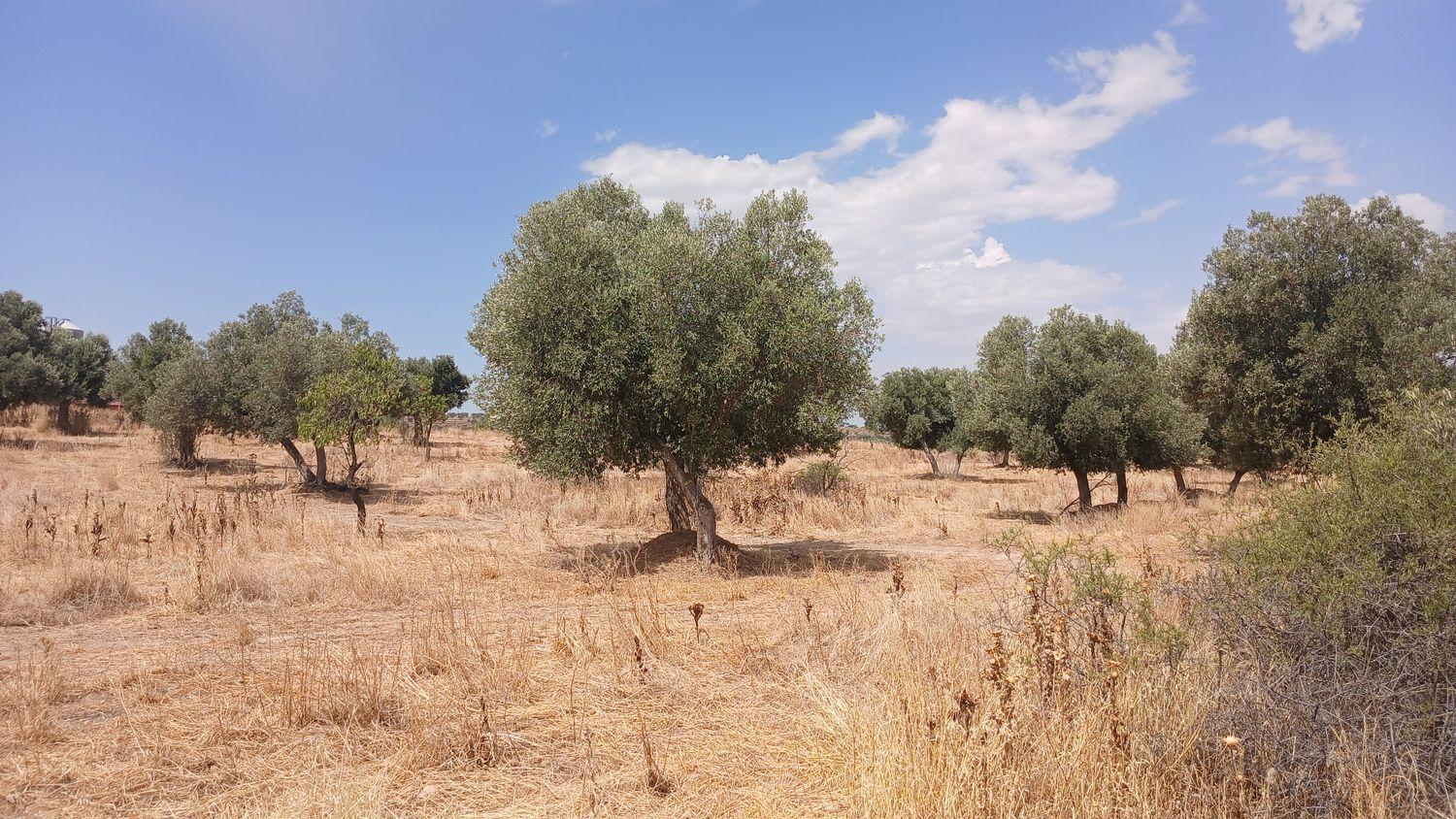 Building Site for Sale in Torrevelilla