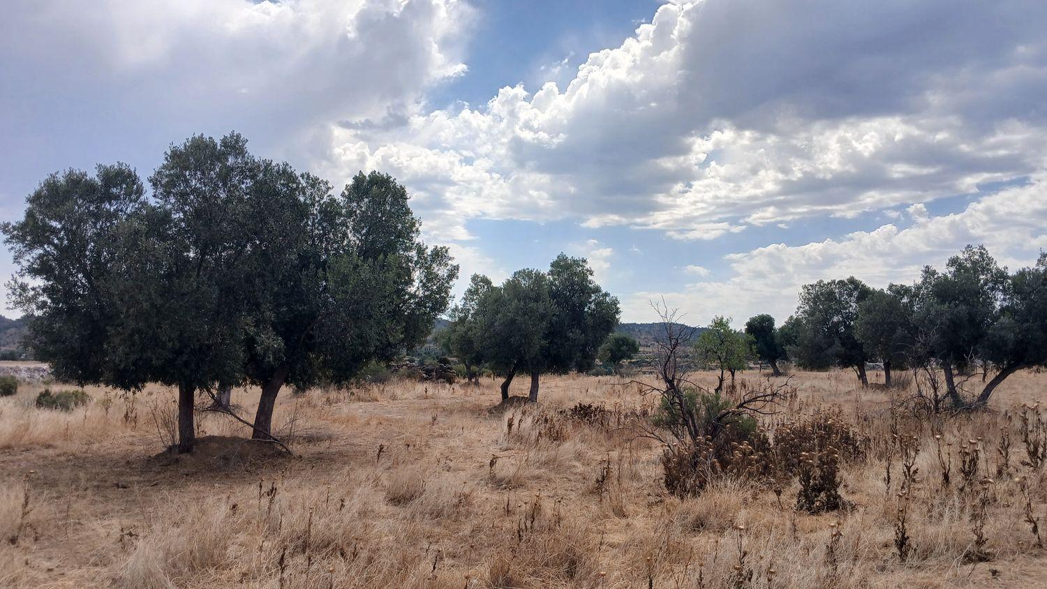 Building Site for Sale in Torrevelilla