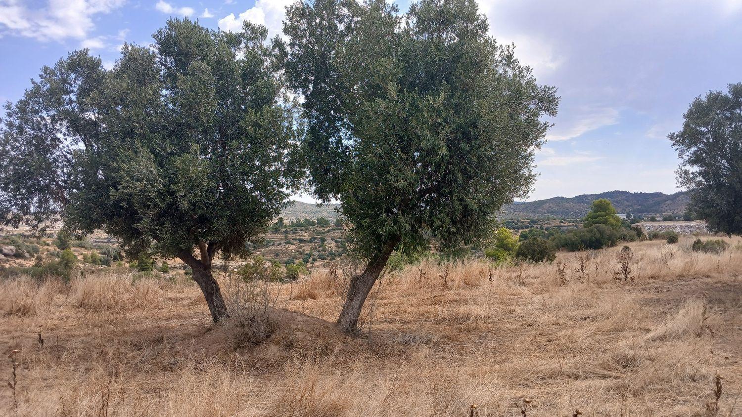 Building Site for Sale in Torrevelilla