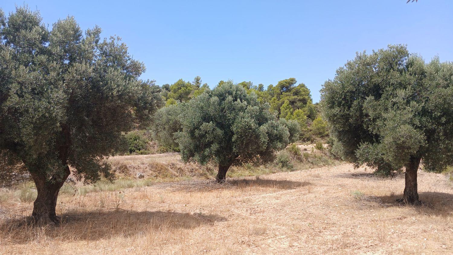 Building Site for Sale in Torrevelilla