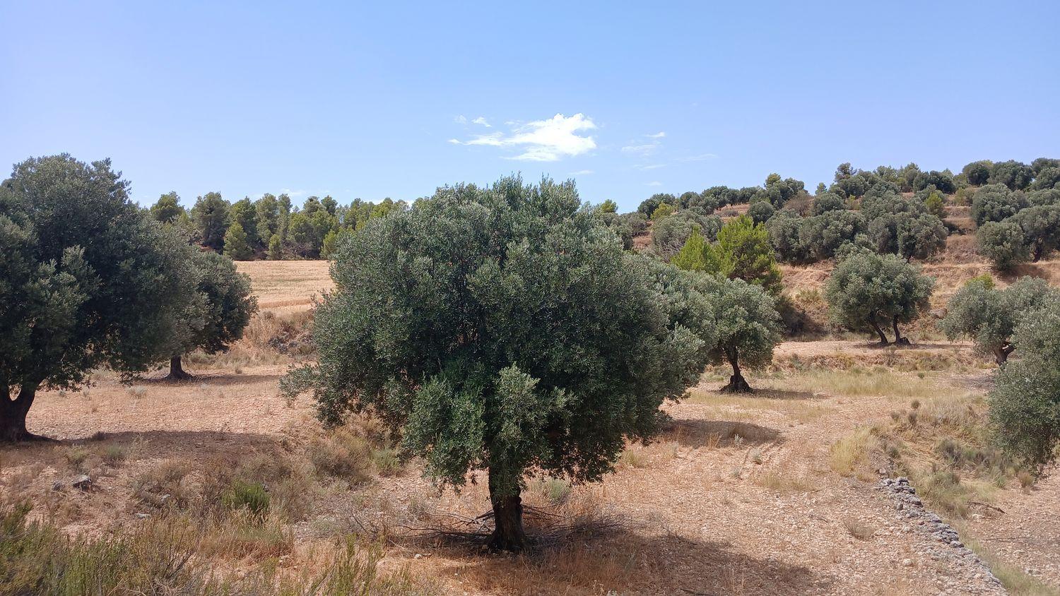 Building Site for Sale in Torrevelilla