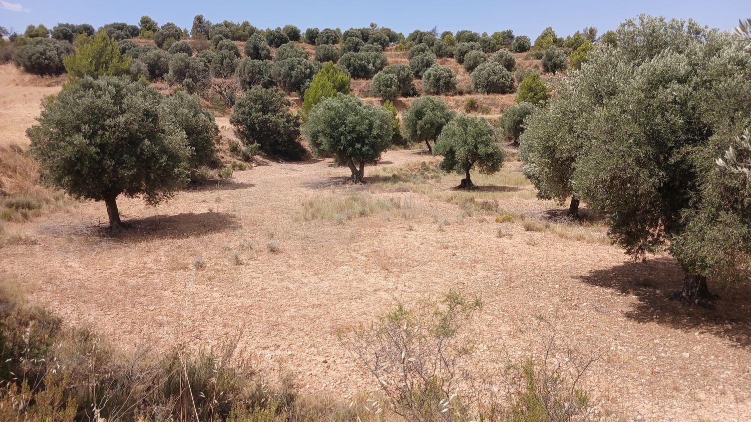 Building Site for Sale in Torrevelilla