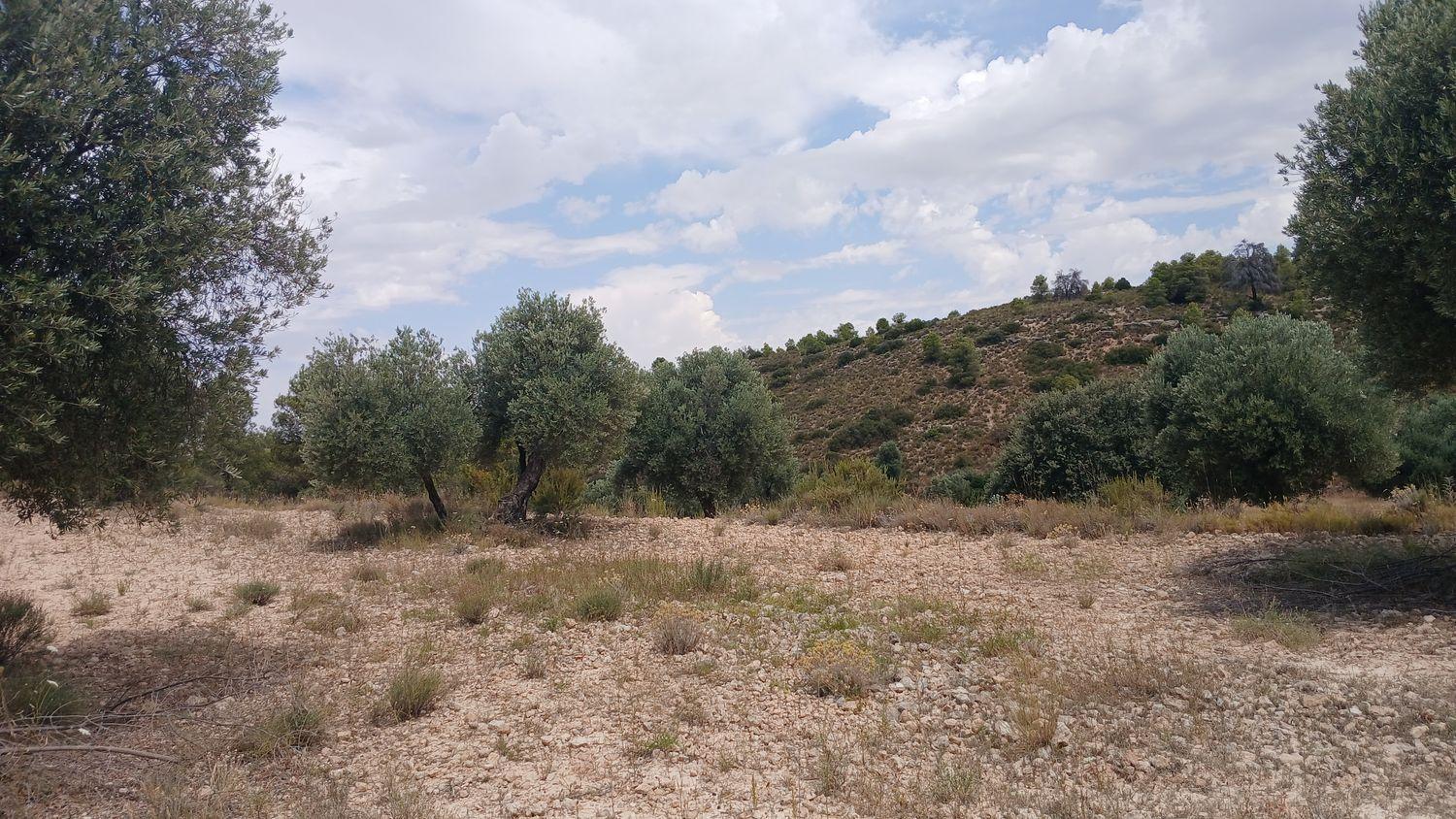 Building Site for Sale in Torrevelilla